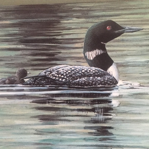 Canadian Loon Family Art Print Signed by Artist - Picture 5 of 9